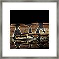 Ball Or Royal Python Snake On Isolated Black Background #2 Framed Print