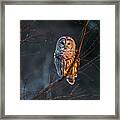 Barred Owl Tall Framed Print