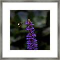 Bee #2 Framed Print