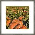 Big Mac Pumpkins In A Field #2 Framed Print
