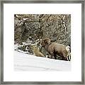 Bighorn #2 Framed Print