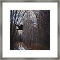 Black Bird Flying By In Forest #2 Framed Print