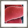 Blood Platelets, Sem #2 Framed Print