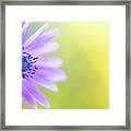 Blue Violet Daisy Wildflower #2 Framed Print