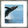 Breaching Humpback Whales Happy-1 Framed Print