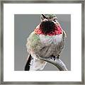 Broad-tailed Hummingbird #2 Framed Print