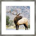 Bull Elk Framed Print
