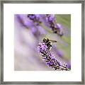 Bumblebee And Lavender #2 Framed Print