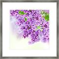 Bush Of Lilac #3 Framed Print