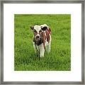 Calf In A Pasture #2 Framed Print
