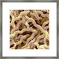 Campylobacter Jejuni #2 Framed Print