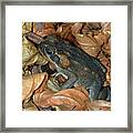 Cane Toad #2 Framed Print