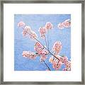 Cherry Blossoms #2 Framed Print