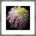 Chrysanthemum 'mystic' #2 Framed Print