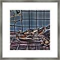 2 Crabs In Trap Framed Print