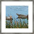 2- Ducks Framed Print