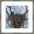 2 Eagles On Nest  3172b Framed Print