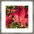 Fall Foliage #2 Framed Print