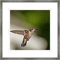 Female Ruby Throated Hummingbird #2 Framed Print