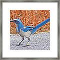 Florida Scrub Jay #5 Framed Print