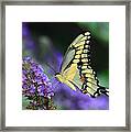 Giant Swallowtail #2 Framed Print