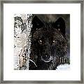 Gray Wolf Framed Print