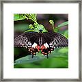 Common Mormon Butterfly #1 Framed Print