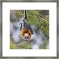 Grey-headed Flying Foxes #2 Framed Print