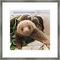 Hoffmanns Two-toed Sloth Choloepus Framed Print