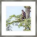Juveniel And Adult Bald Eagle On Top Of A Tree #2 Framed Print