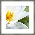 Lotus Flower 6 Framed Print