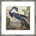 Louisiana Heron Framed Print