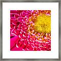 Macro Close-up Of A Pink Chrysanthemum Flower  #2 Framed Print