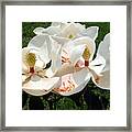 Magnolia Blossom #1 Framed Print