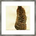 Meerkat Or Suricate Painting #2 Framed Print