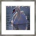 Mute Swan #2 Framed Print