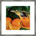 Orange Splash #2 Framed Print