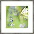 Pieris Brassicae, The Large White, Also Called Cabbage Butterfly #2 Framed Print