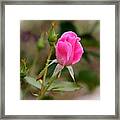 Pink Rose  #2 Framed Print