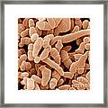 Propionibacterium Acnes Bacteria, Sem #2 Framed Print