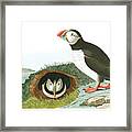 Puffin #2 Framed Print