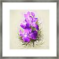 Purple Iris #2 Framed Print