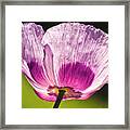 Purple Poppy Flower #2 Framed Print