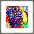 Rainbow Lorikeet #2 Framed Print