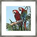 Red And Green Macaw Ara Chloroptera #2 Framed Print