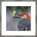 Red-bellied Woodpecker #2 Framed Print