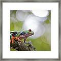 Red Eyed Tree Frog Costa Rica #2 Framed Print