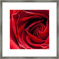 Red Rose Close-up #2 Framed Print
