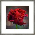 Red Rose #2 Framed Print