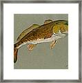 Redfish Painting #2 Framed Print